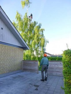 Træfældning –Rodfræsning – Træpleje – Udtynding af læbælter mm.